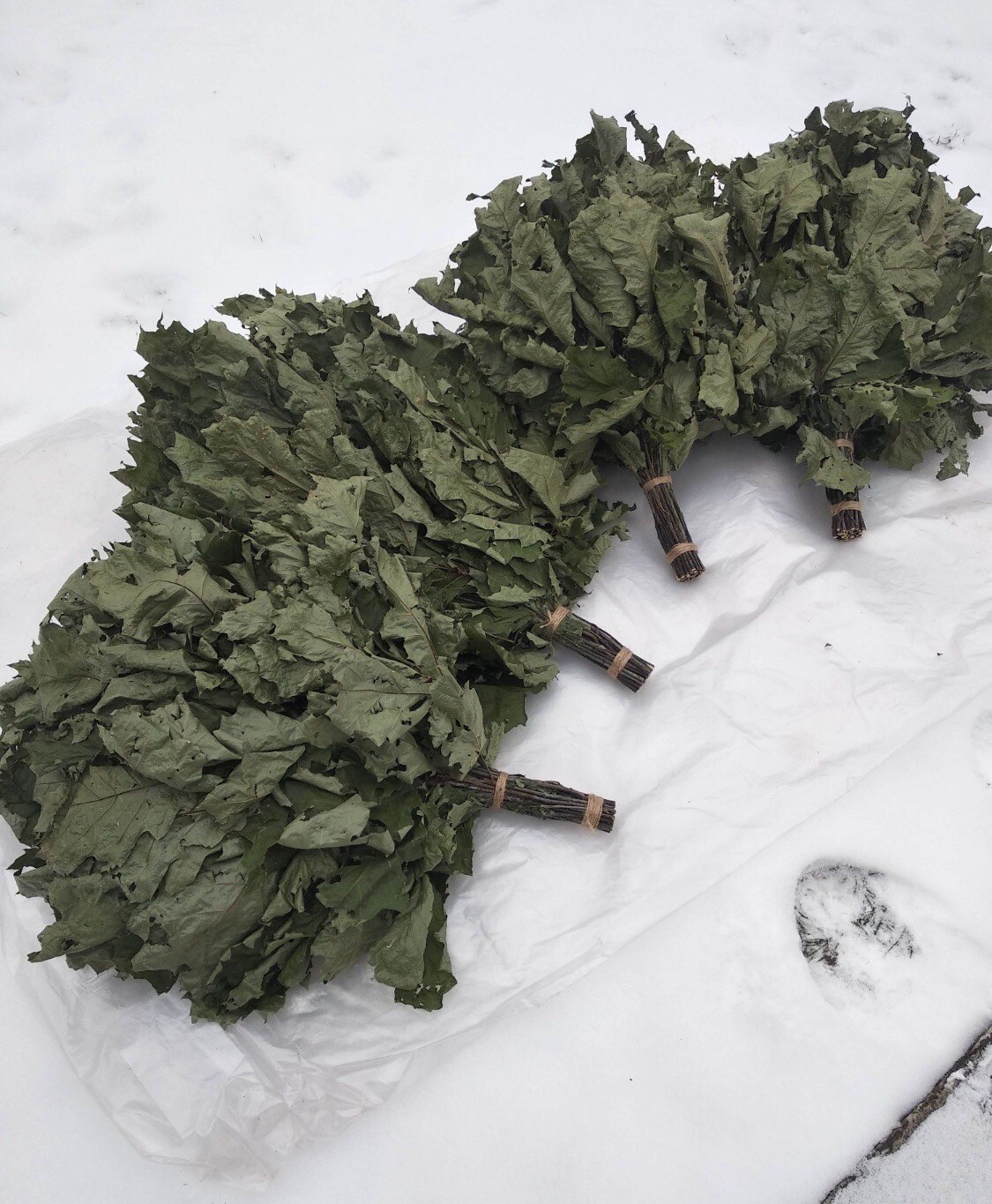 12 Oak brooms sauna banya venik Eiche whisks eco 2025 Ukrainian