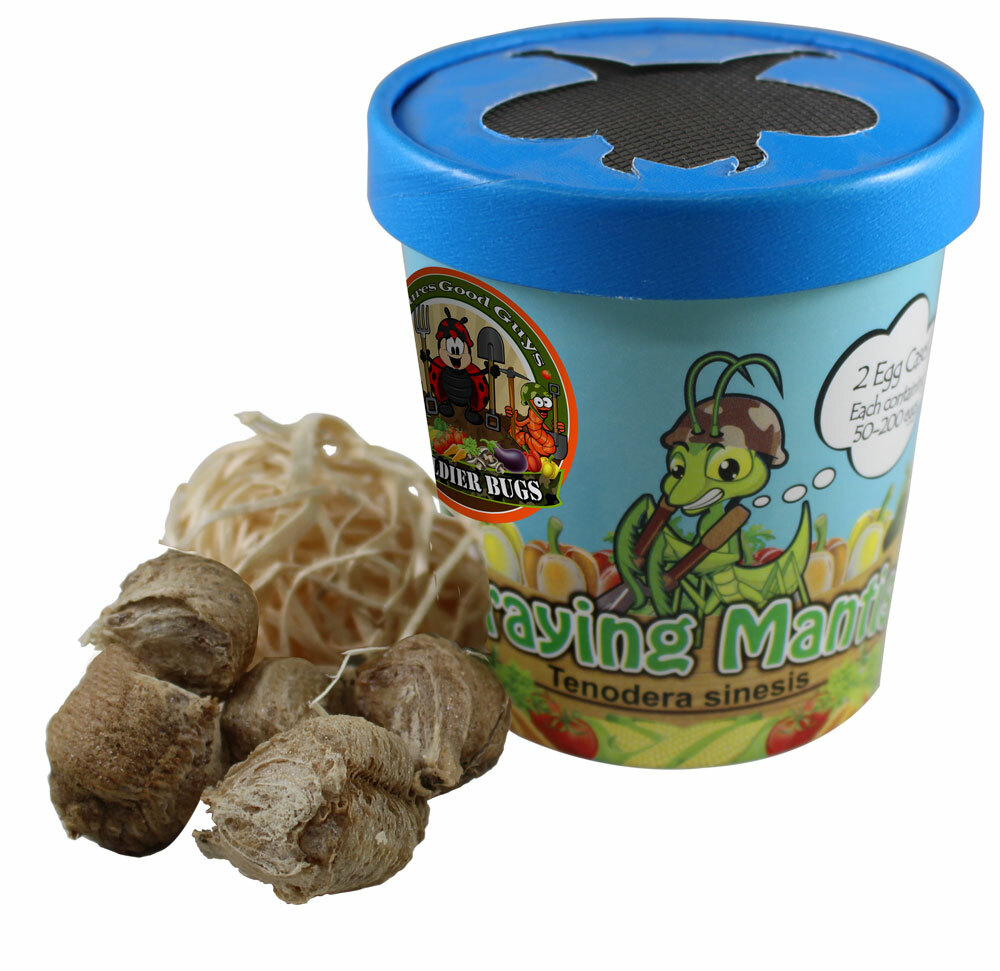 Praying Mantis Egg Case With Hatching Habitat Cup- 2 Praying Mantids Egg Cases
