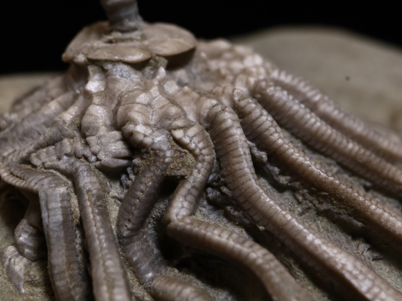 Revealing Fossil Crinoid, Crawfordsville, Indiana