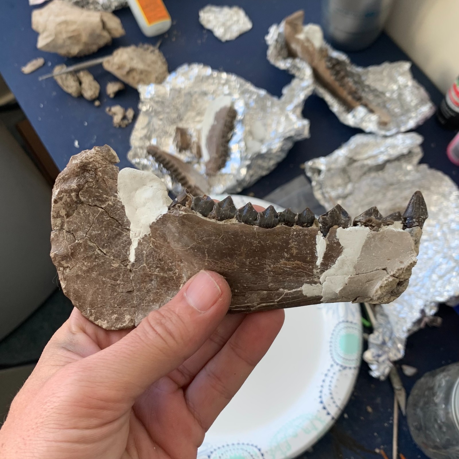 Fossil Merycoidodon Oreodont Teeth In Jaw, White River Badlands,