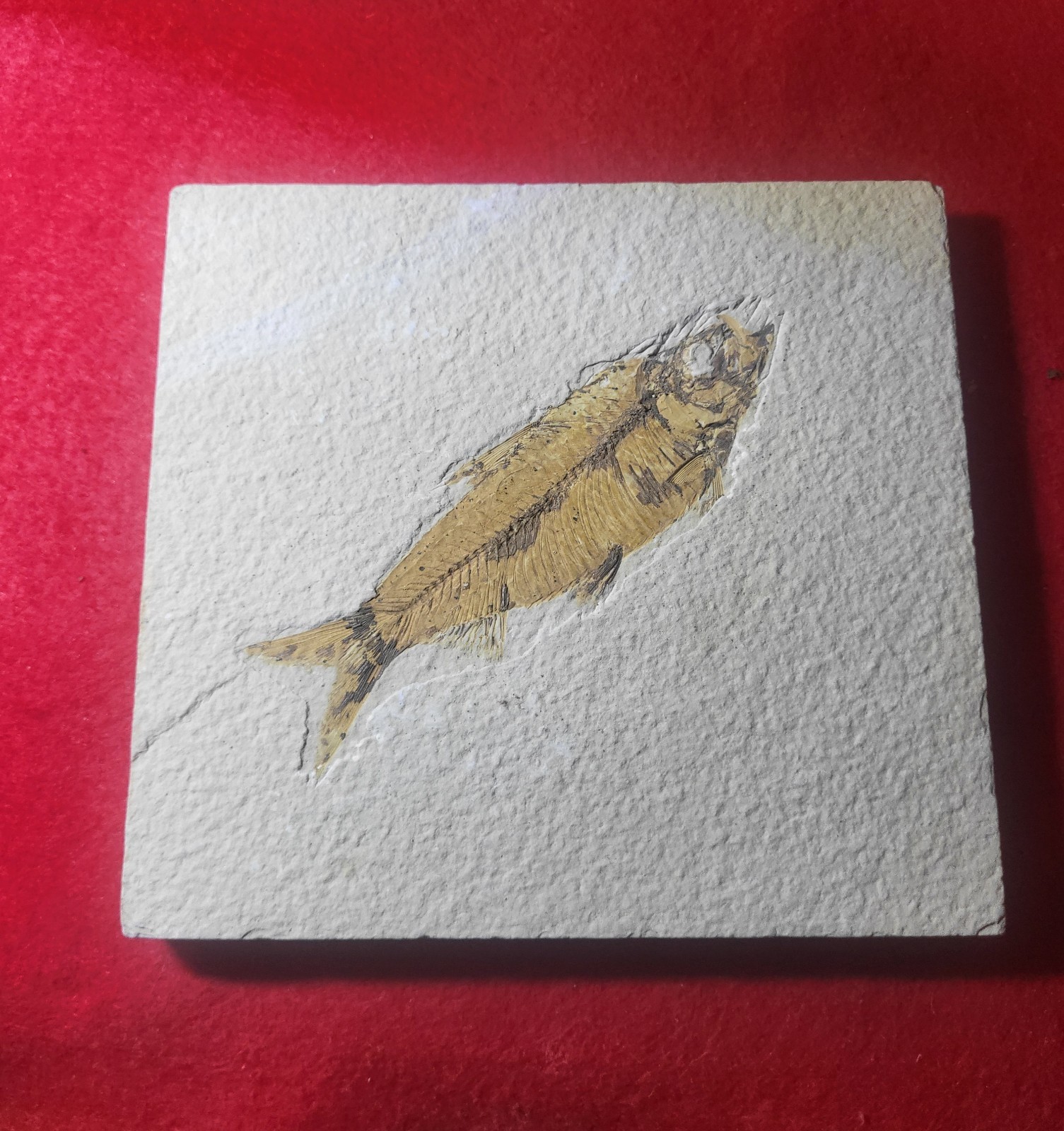 4.0"Diplomystus Sp. Fossil Fish Green River Formation Wyoming