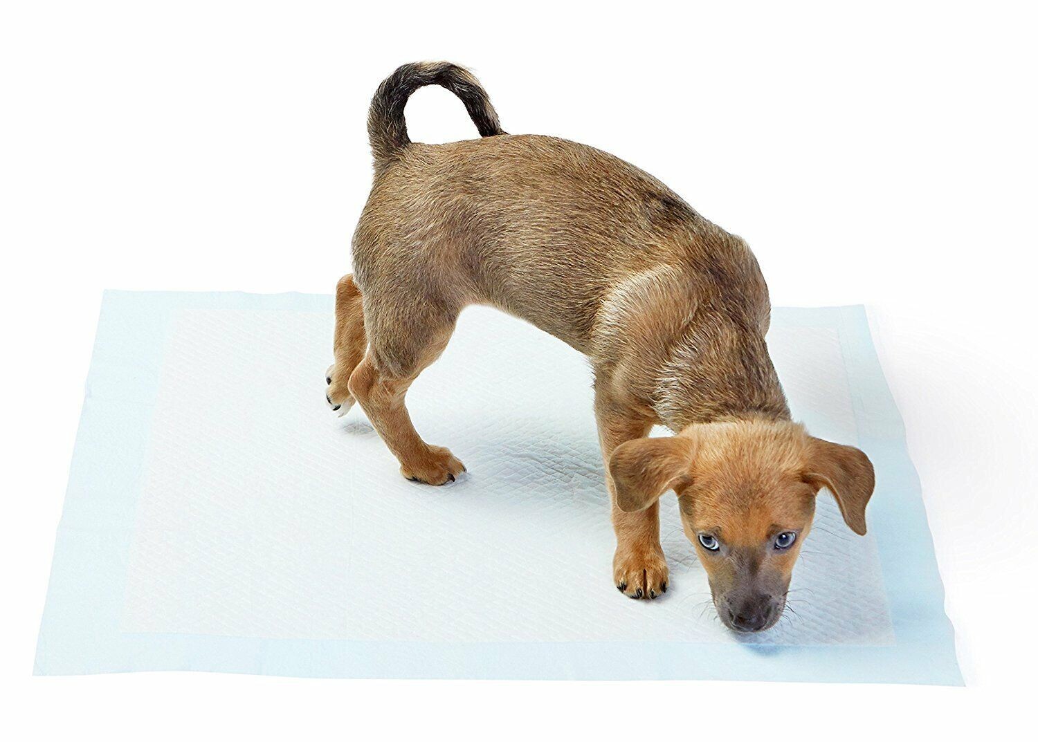 100 SUPER ABSORBENT 23 x 36 EXTRA LARGE Dog Puppy Training Wee Wee Pee Pads