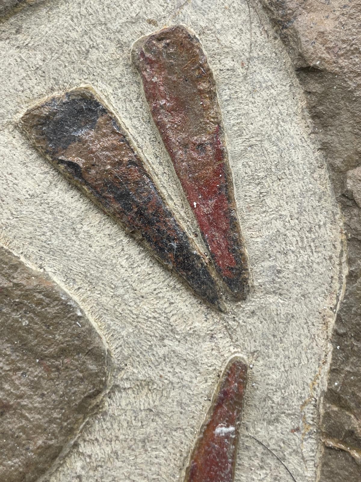 Rare Ordovician Life Plate: Euloma, Orthoceras & Ampyx Association