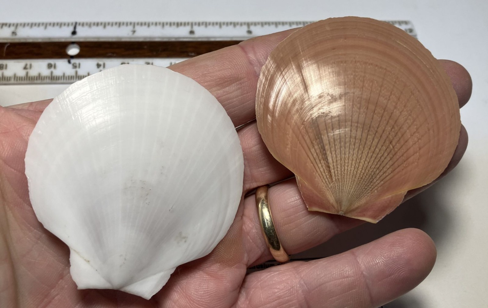 Amusium pleuronectes. Southern China. Great Shape. 60 mm