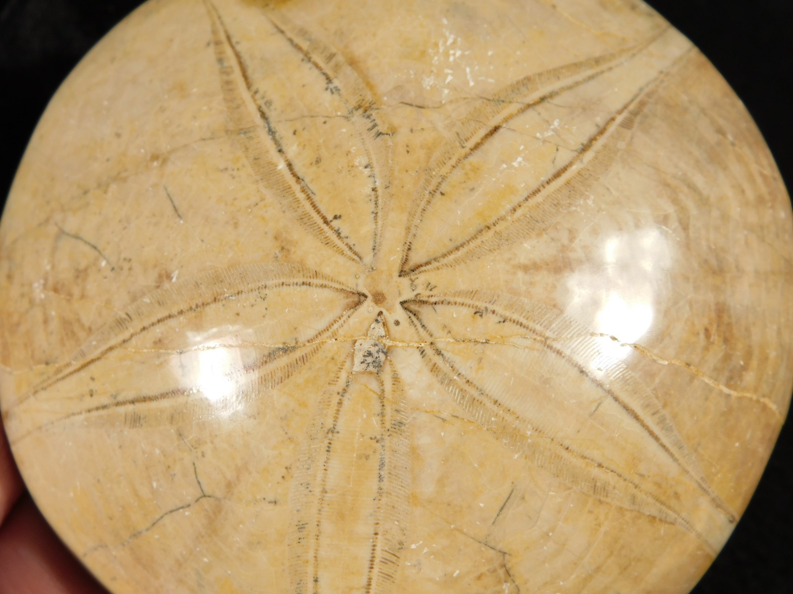 Big! Polished 150 Million Year Old! SAND DOLLAR Fossil Madagascar 219gr