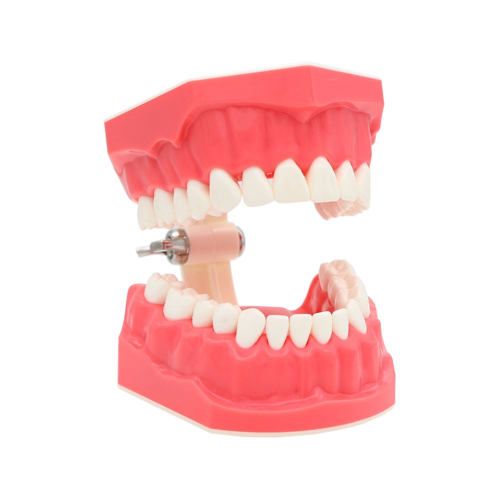 Dental Typodont Teeth Model Brushing Flossing Practice Teaching Model M7010-1