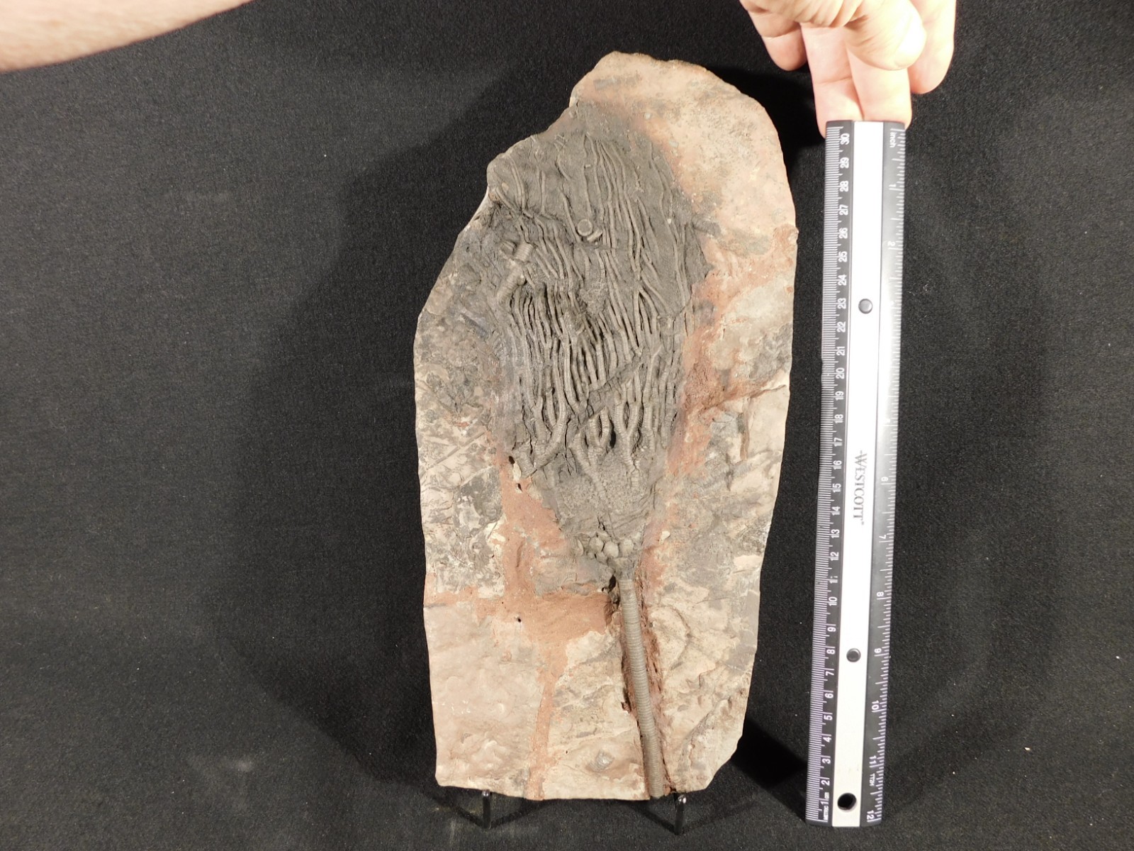 wOw BIG!! 430 Million Year Old! CRINOID Fossil or Sea LILY Fossil Morocco 1801gr