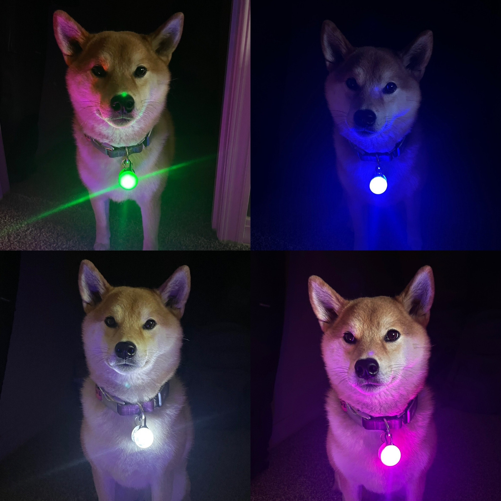 Rechargeable Lights LED Dog Collar Clip on Light USA Vet Owned