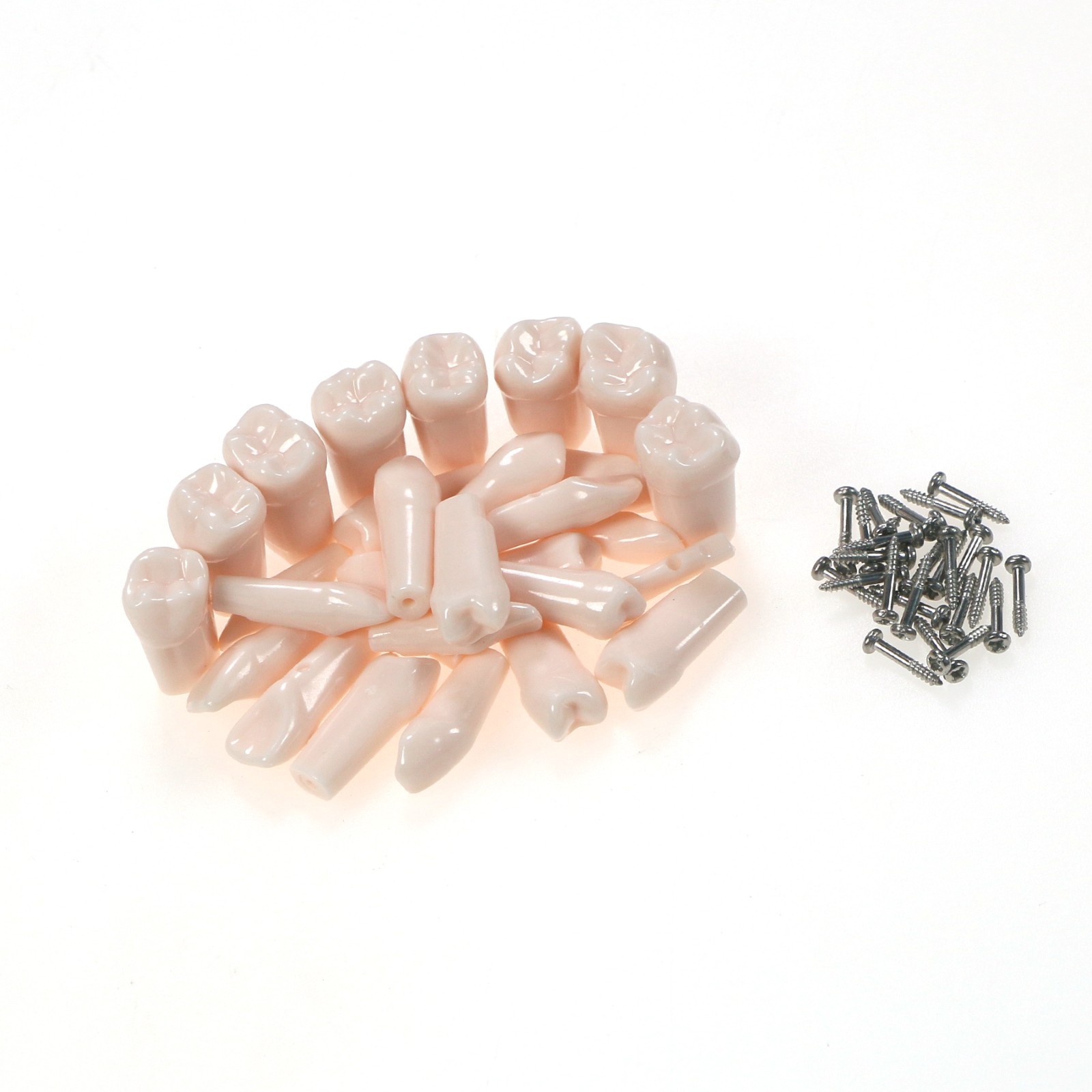 Dental Typodont Replacement Teeth Screw-in Model fit Kilgore NISSIN 200/500 Type