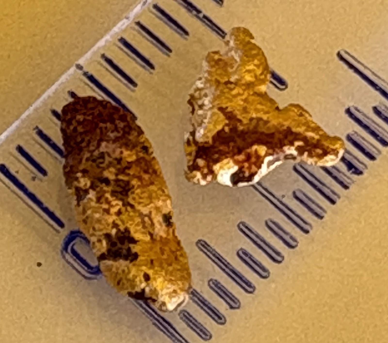 2 genuine, natural, Australian gold nuggets 0.59 gram