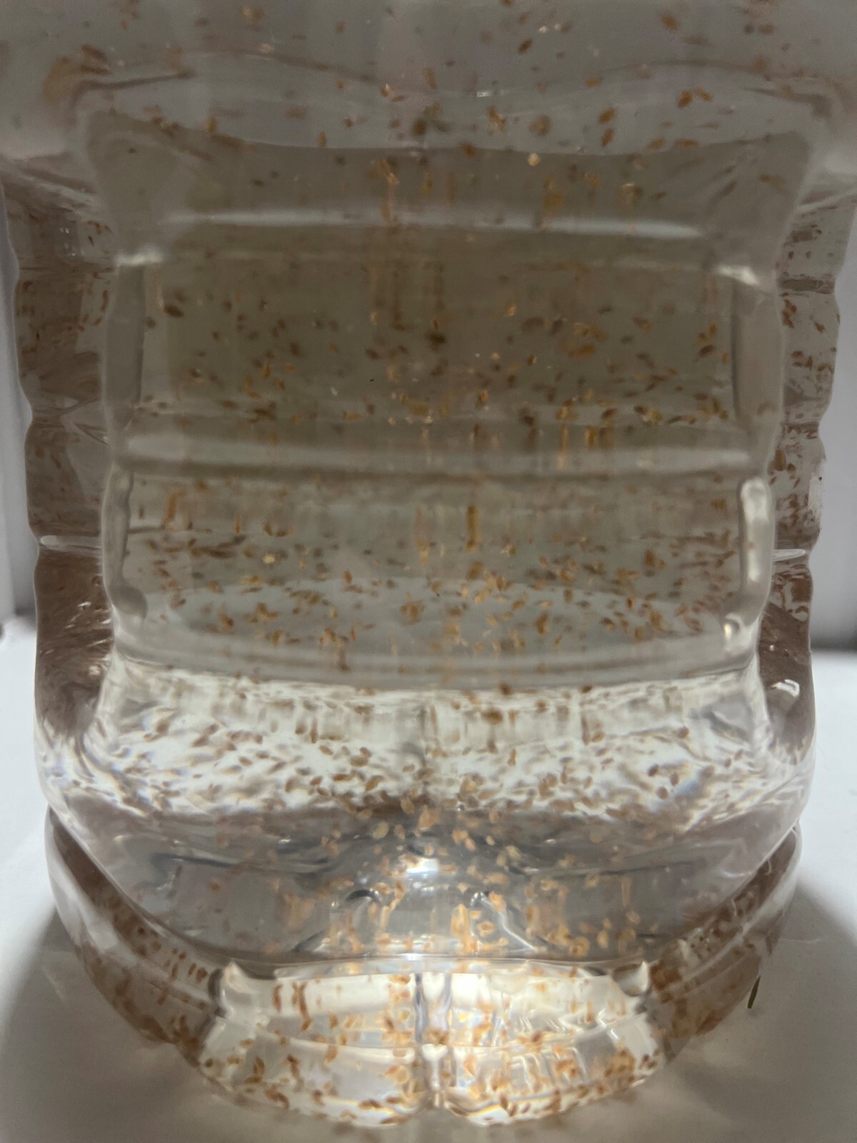 (Buy 2 Get 1 FREE) 500+ Live Daphnia Magna 500+ (FREE SHIPPING)