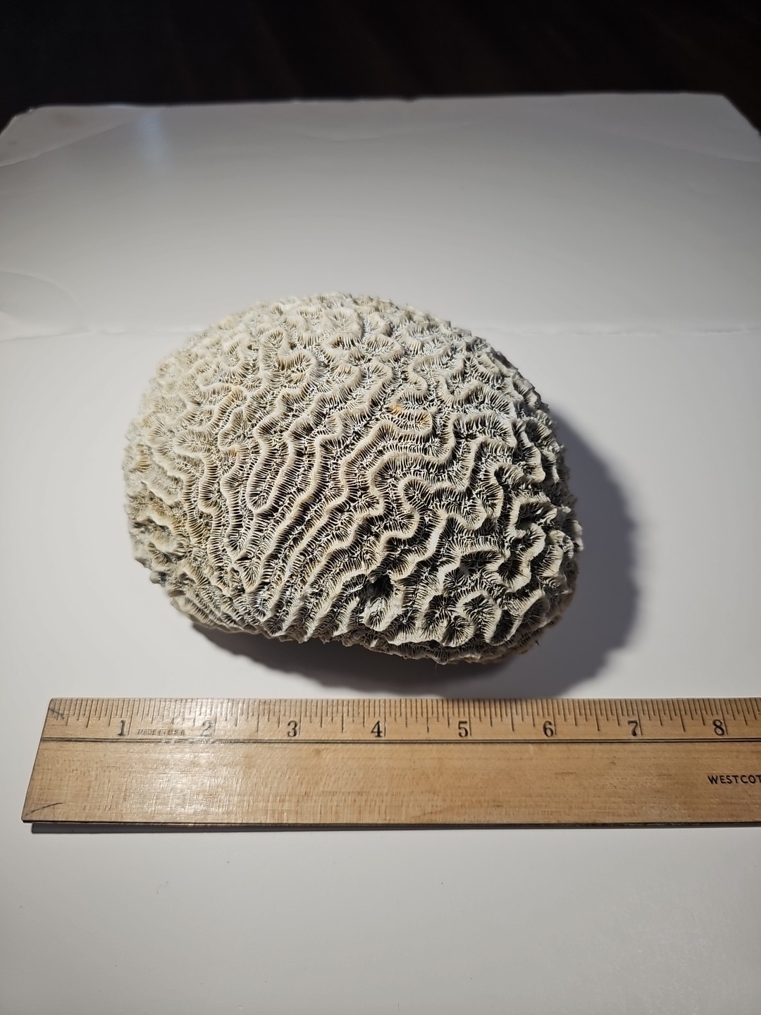 Fossilized Brain Coral, Diploria Labyrinthiformis 6+ inches