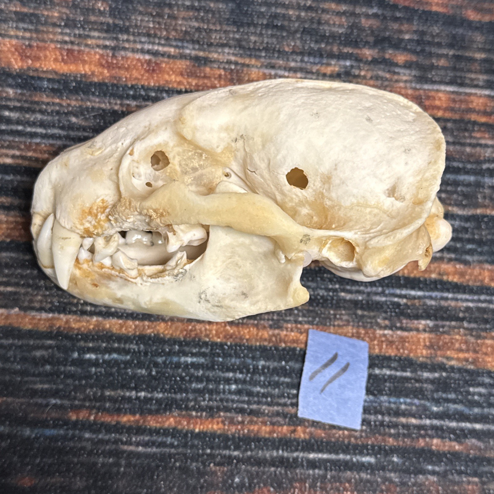 Real XL Badger Skull Unique Gift Halloween Craft Animal Mount Art Model Head Odd