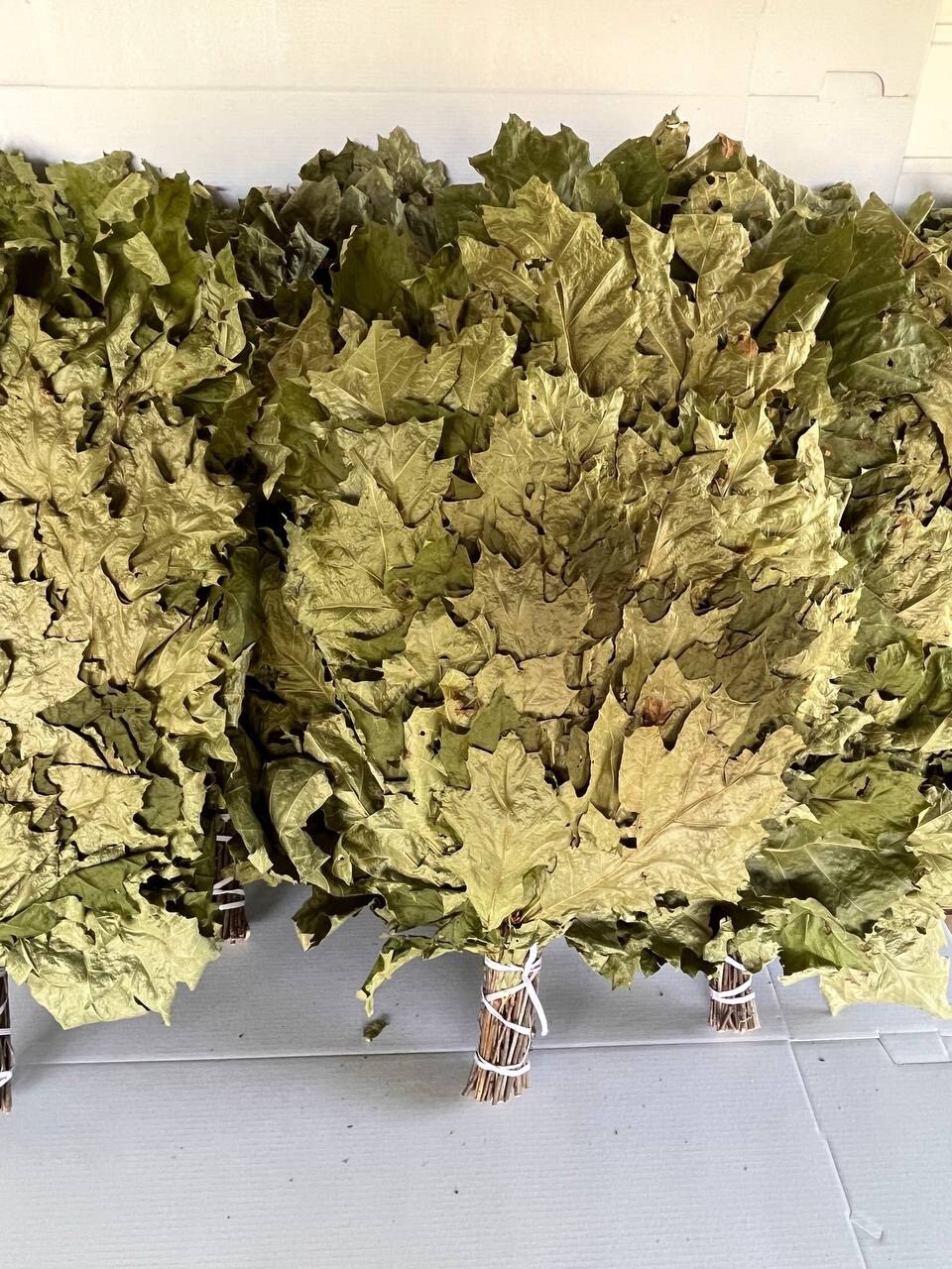 24 Birch brooms NEW SEASON 2025 sauna banya venik Eiche whisks eco Ukrainian