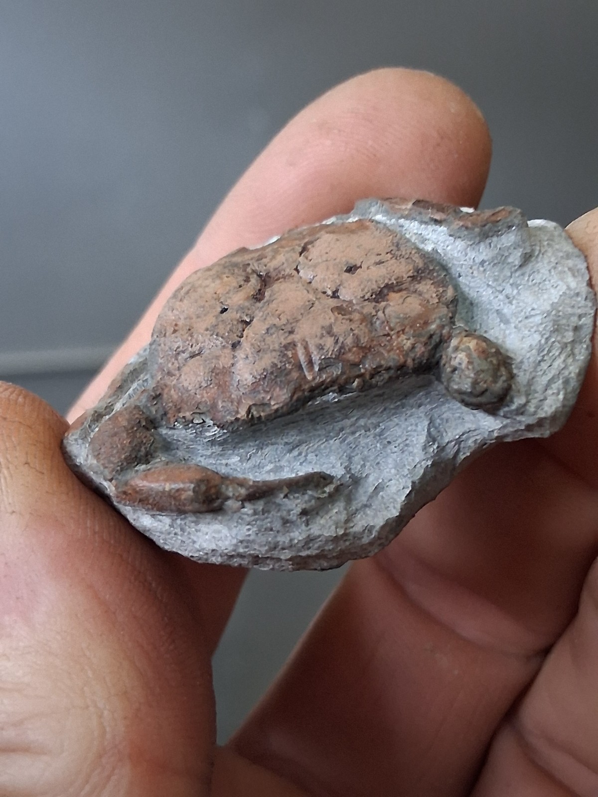 Branchioplax Crab Fossil Specimen Washington State