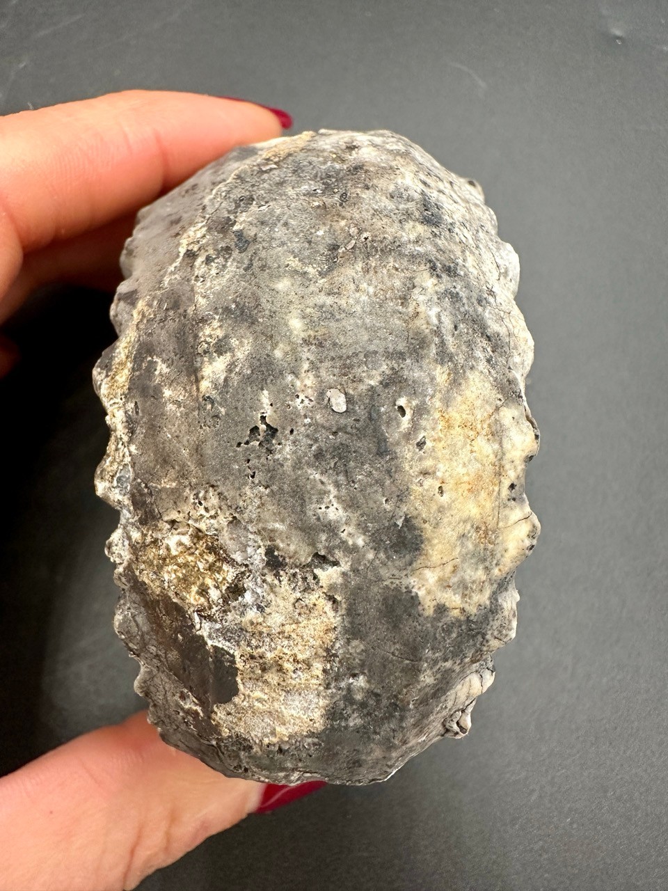 Rare Pleuronautilus aff. malaycus - Late Triassic Norian Timor Indonesia 7.5 cm