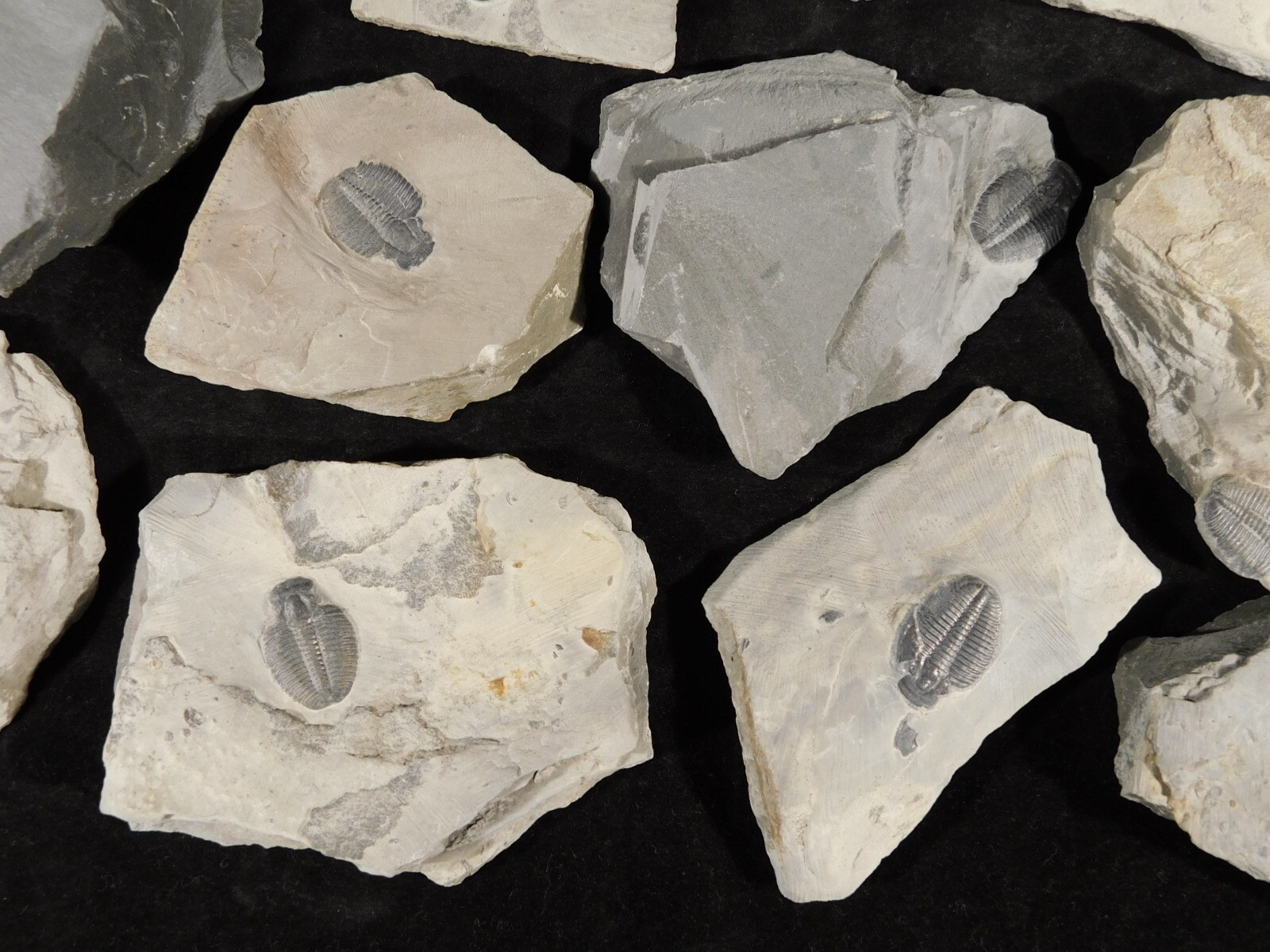 Small 100% Natural Elrathia TRILOBITE Fossil From Cambrian Utah