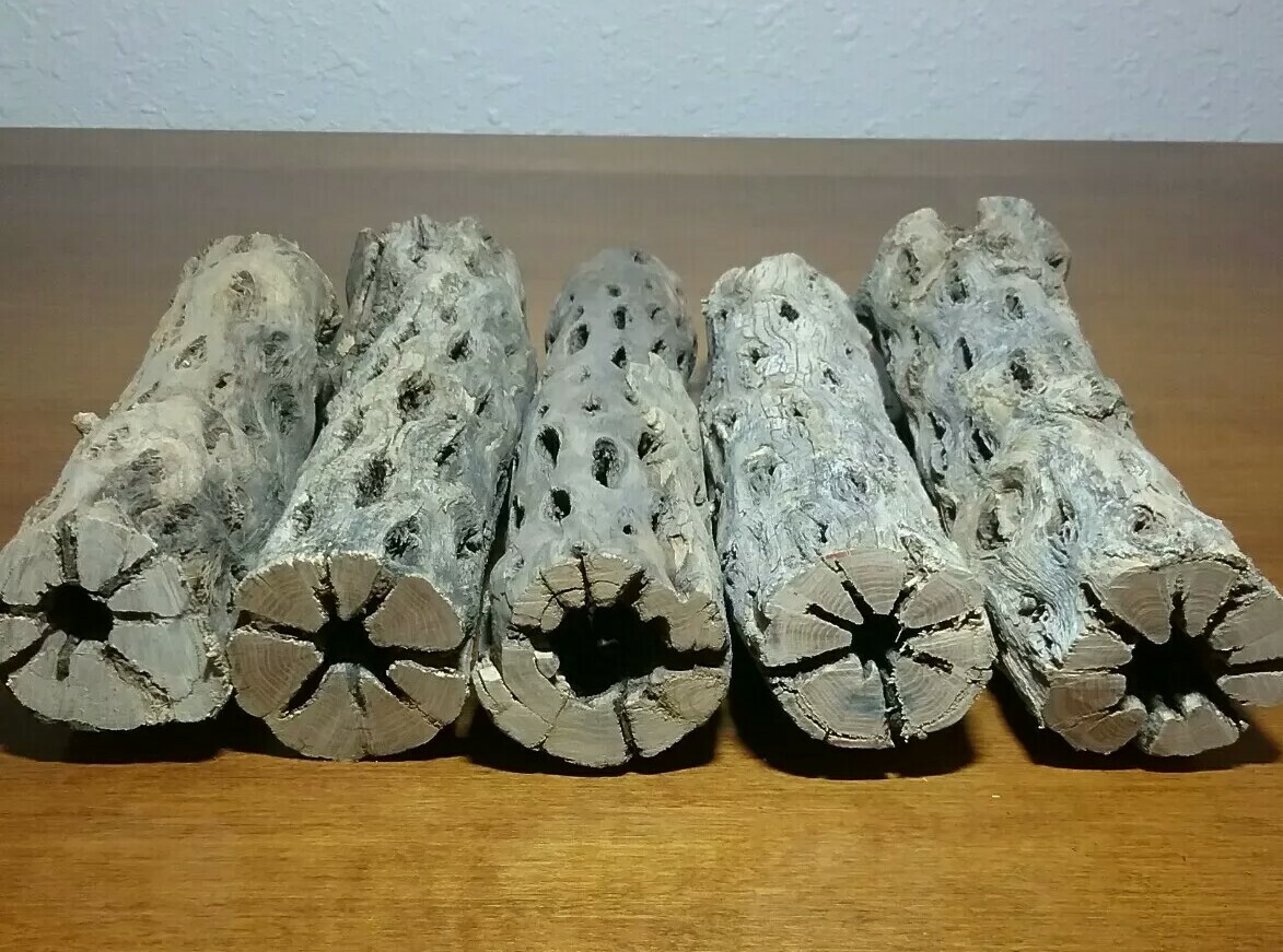 5 THICK pieces of 6" inch CHOLLA Wood Cactus | Fish, Shrimp Aquarium | Crafts!