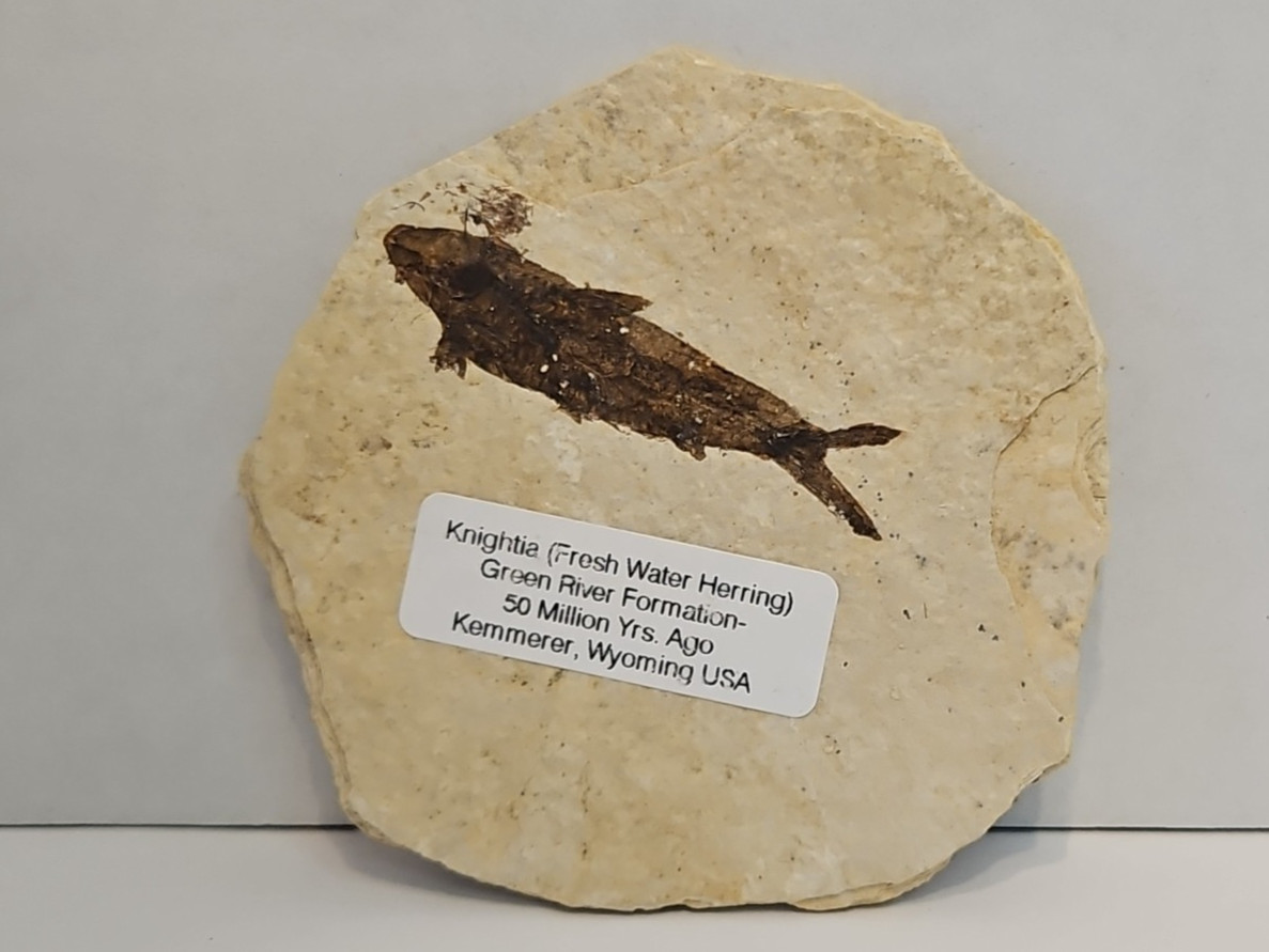 Knightia (Fresh Water Herring) Green River Formation Kemmerer WY Fossil 2 Sided