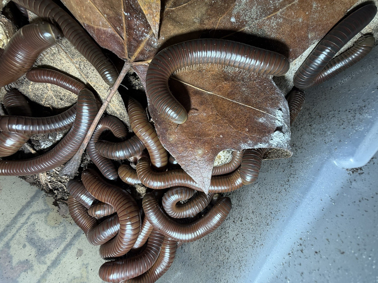 UV REACTIVE Hiltonius Pulchrus Millipede 5 Compost Classroom Pet Millipede Only