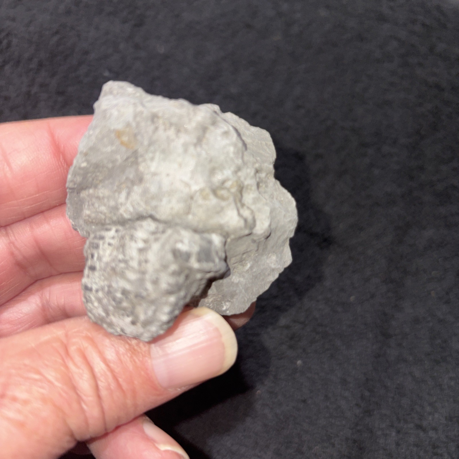 Large Pyritized Greenops Trilobite From Famous Alden NY Devonian