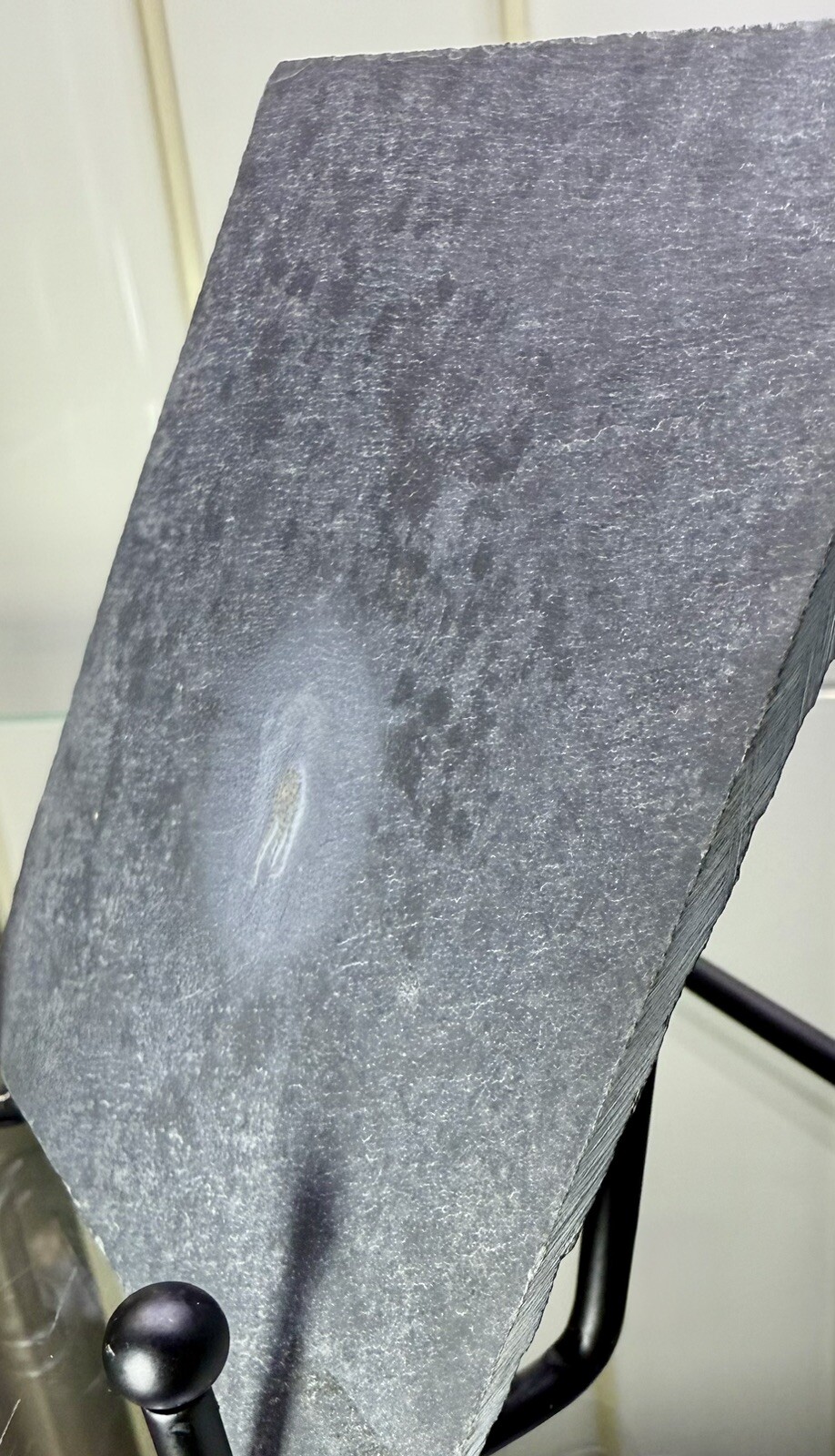 PYRITIZED Brittle Star Eospondylus Fossil ~ Bundenbach Germany ~ Devonian Period