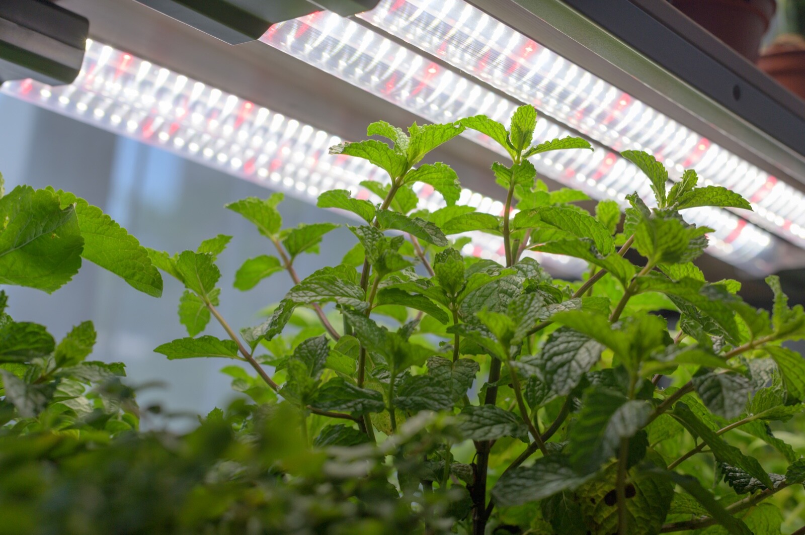 BoostGro LED Plant Grow Light Sunlike Full Spectrum Flower Hydroponics Dual Tube