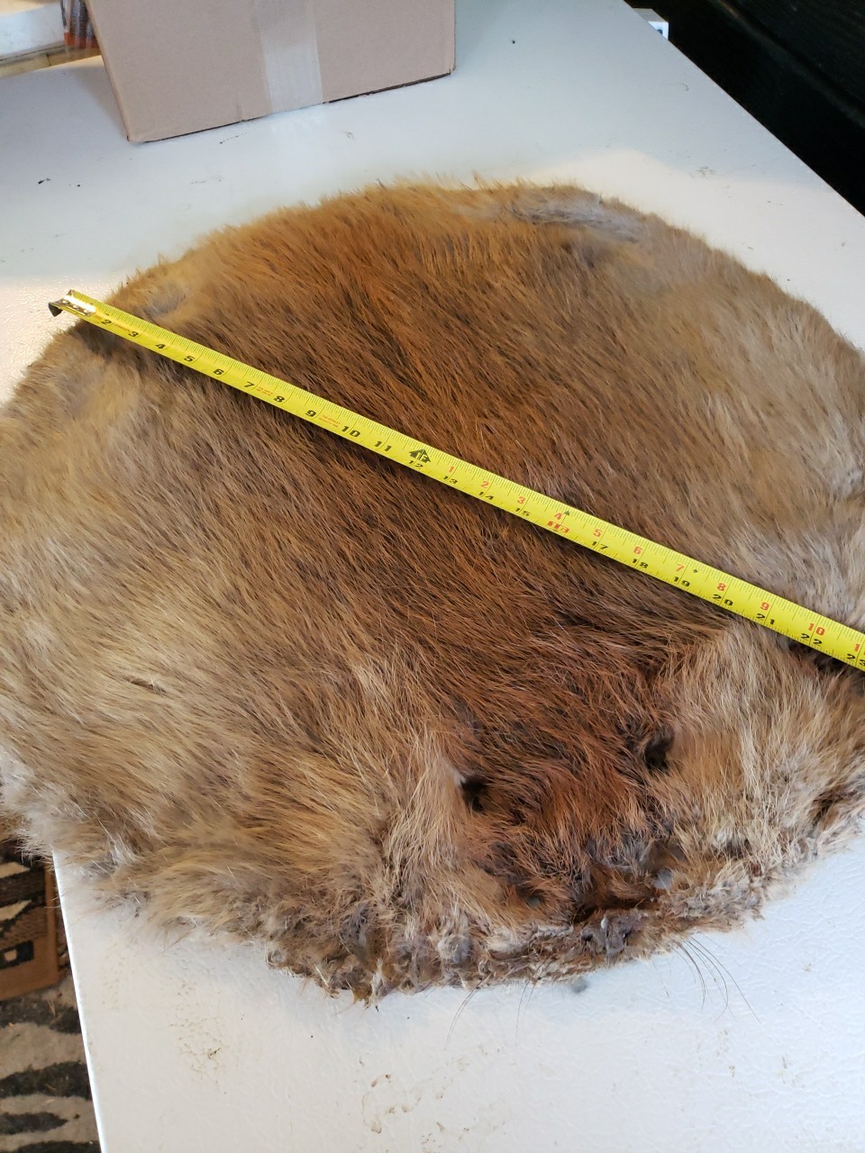 Beaver Pelt