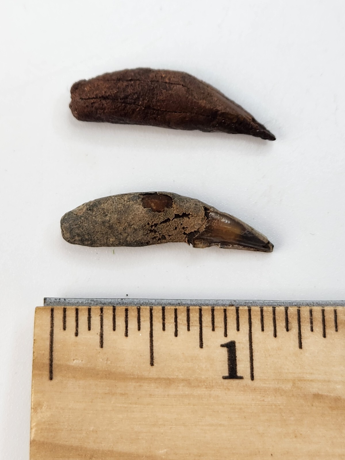 Raccoon Rooted Upper Canine Tooth Fossil - Florida Pleistocene - 1 Per Purchase