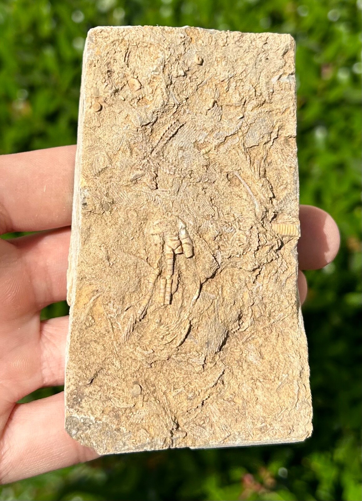 RARE Alabama Fossil Brittle Star and Crinoid in Matrix Cholaster whitei