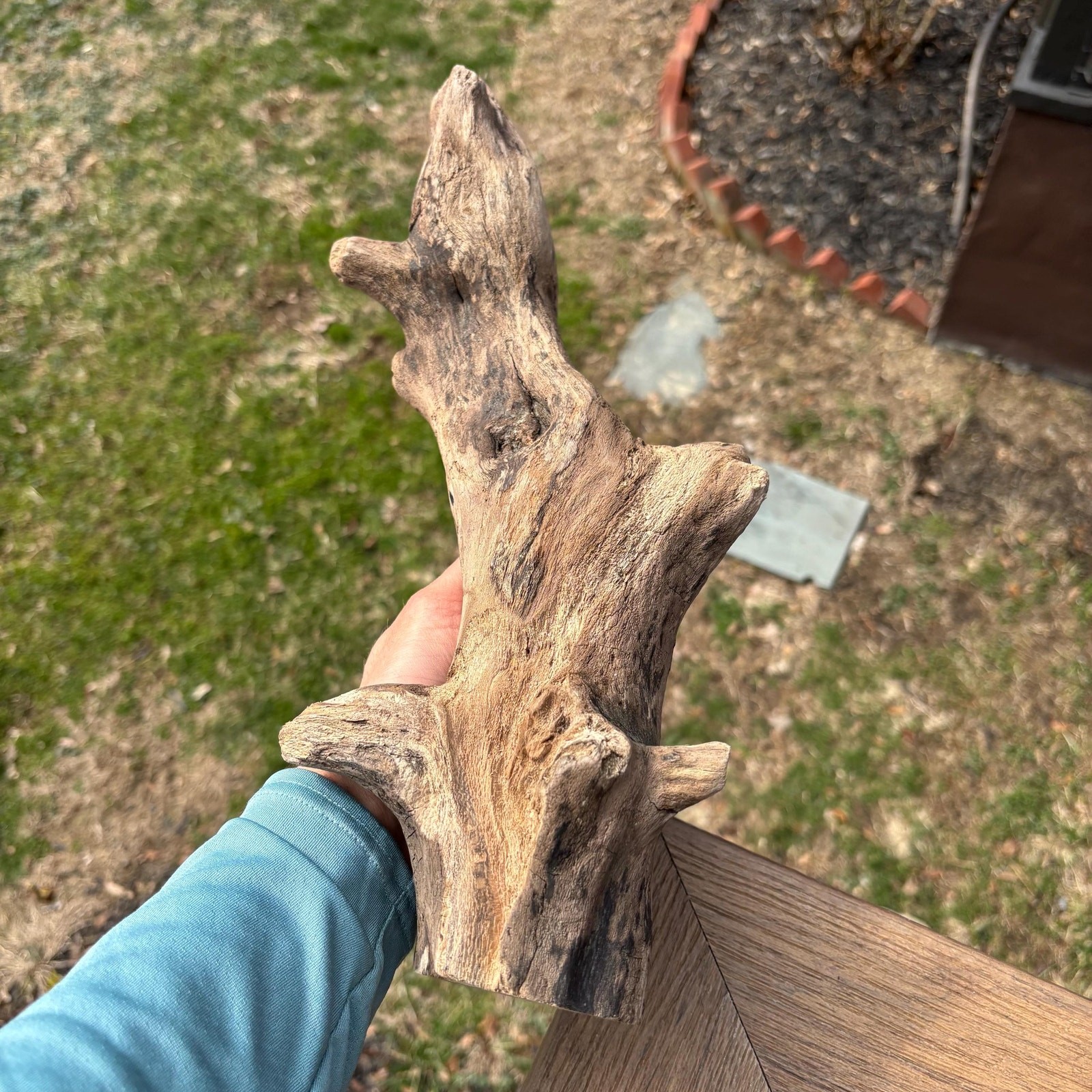 Knobby Tree Shaped Driftwood 14x5x5 – Sculptural Natural Wood Decor