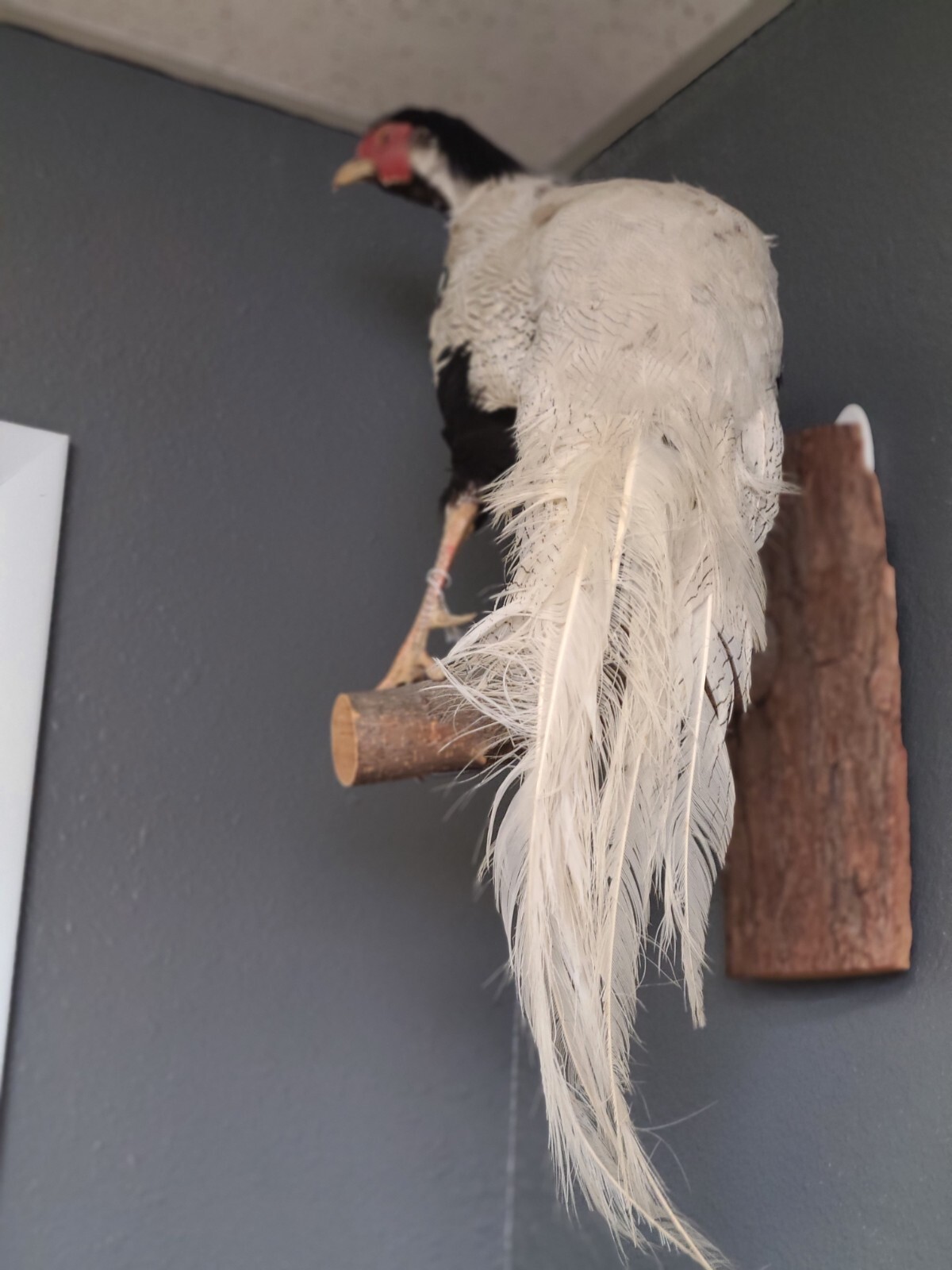 Silver Pheasant Hanging Mount