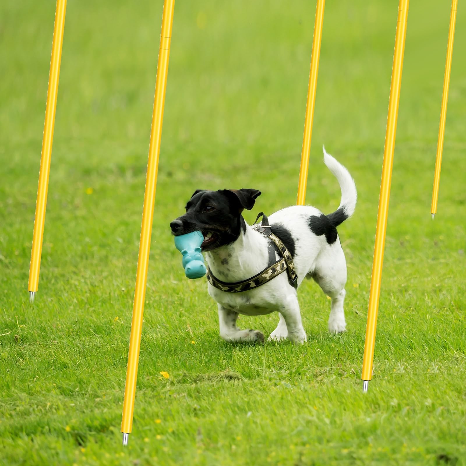 Training Agility Poles 5ft Forza Slalom Adjustable Soccer Training Poles Socc...