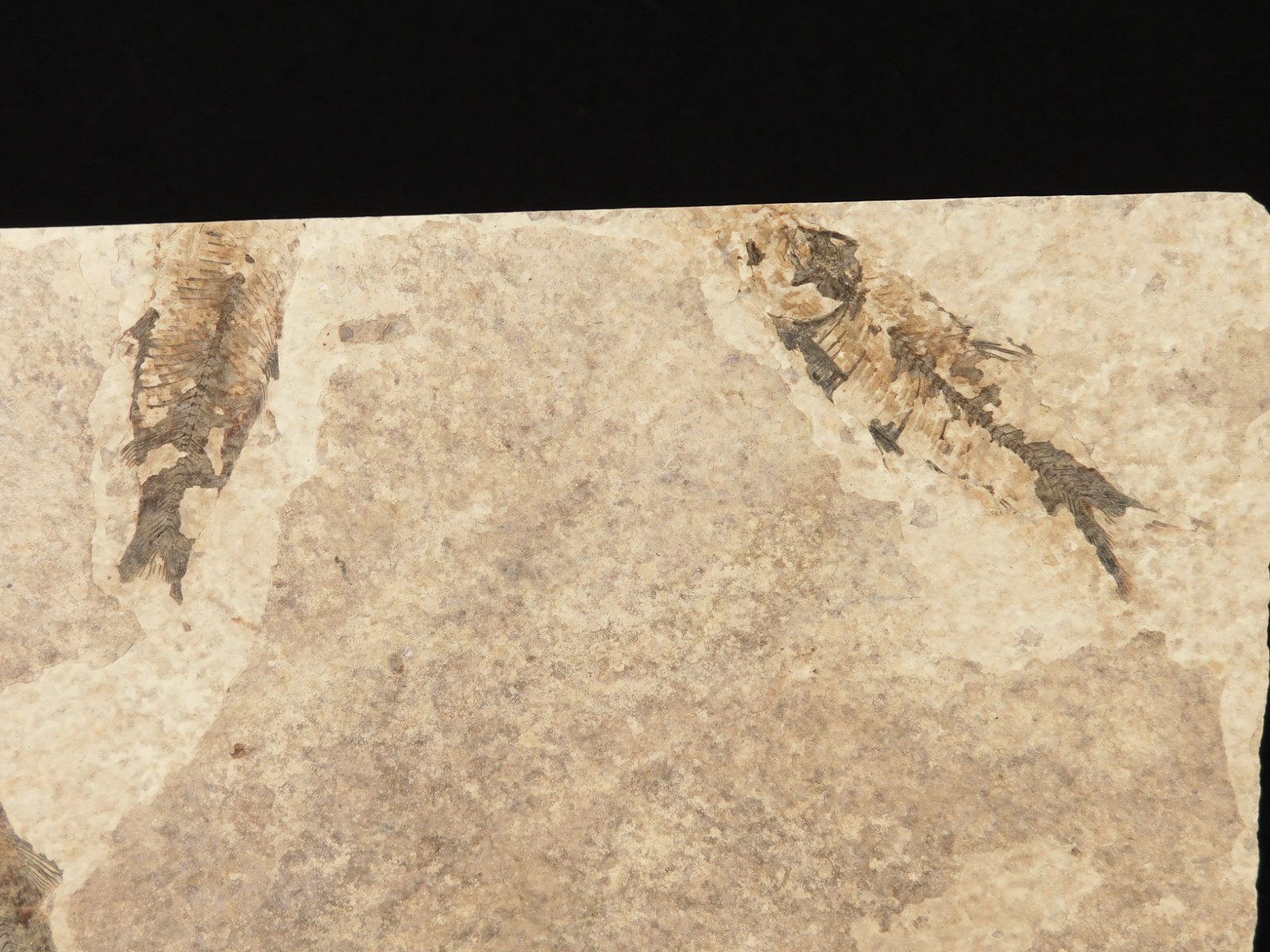 THREE! 50 Million Year Old Knightia FISH Fossils From Fossil LAKE Wyoming 355gr