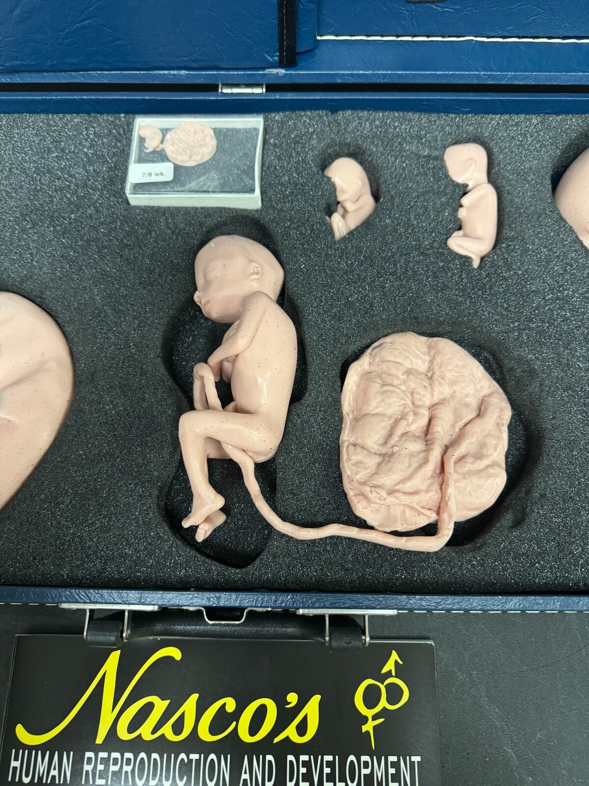 Life Form Replicas Human Reproduction And Development Fetus Model Silicone Baby