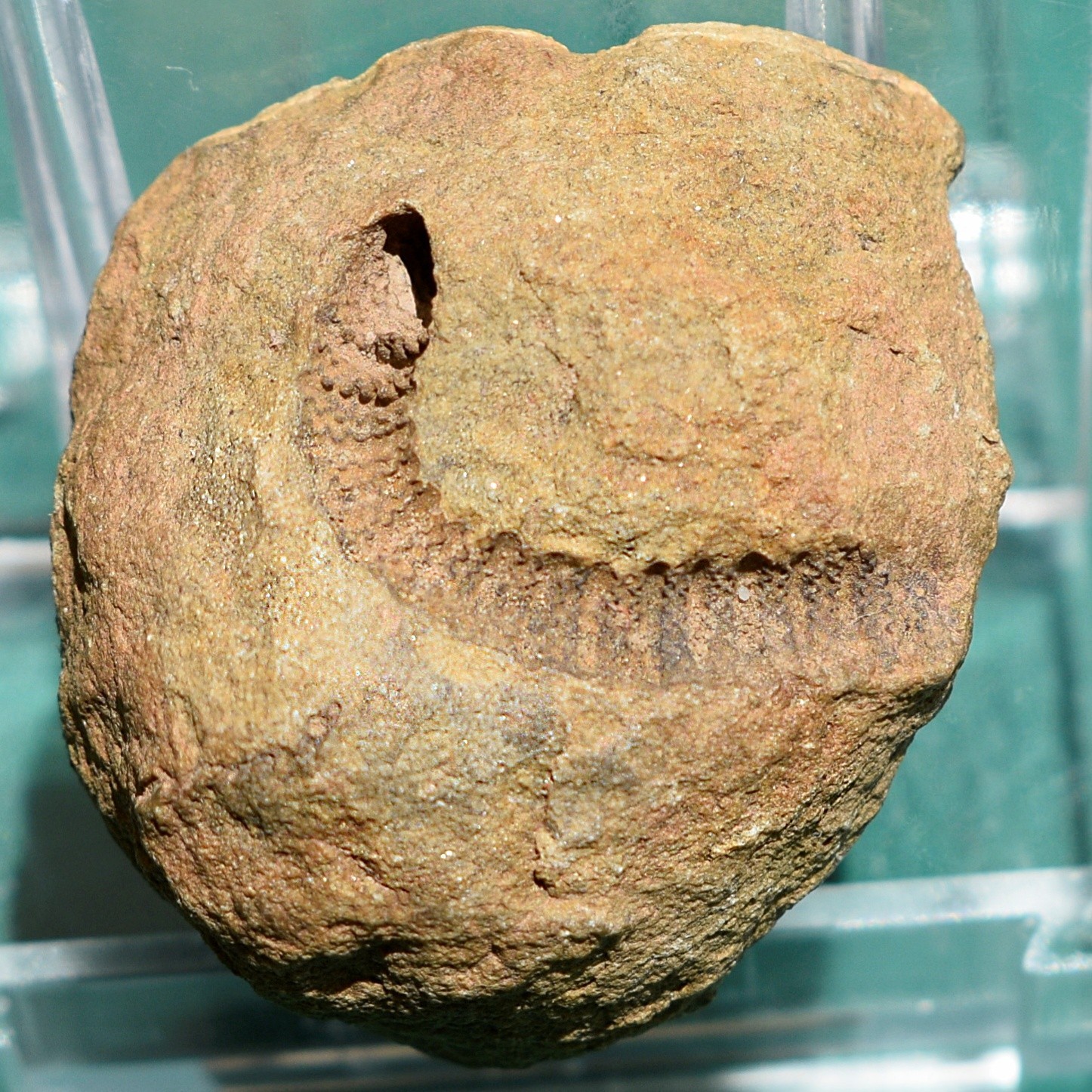 Crinoid, Myelodactylus sp.: Bolivia devonian crinoid fossil