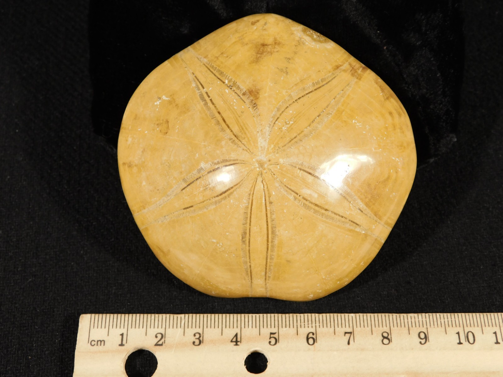 Big! Polished 150 Million Year Old! SAND DOLLAR Fossil Madagascar 197gr
