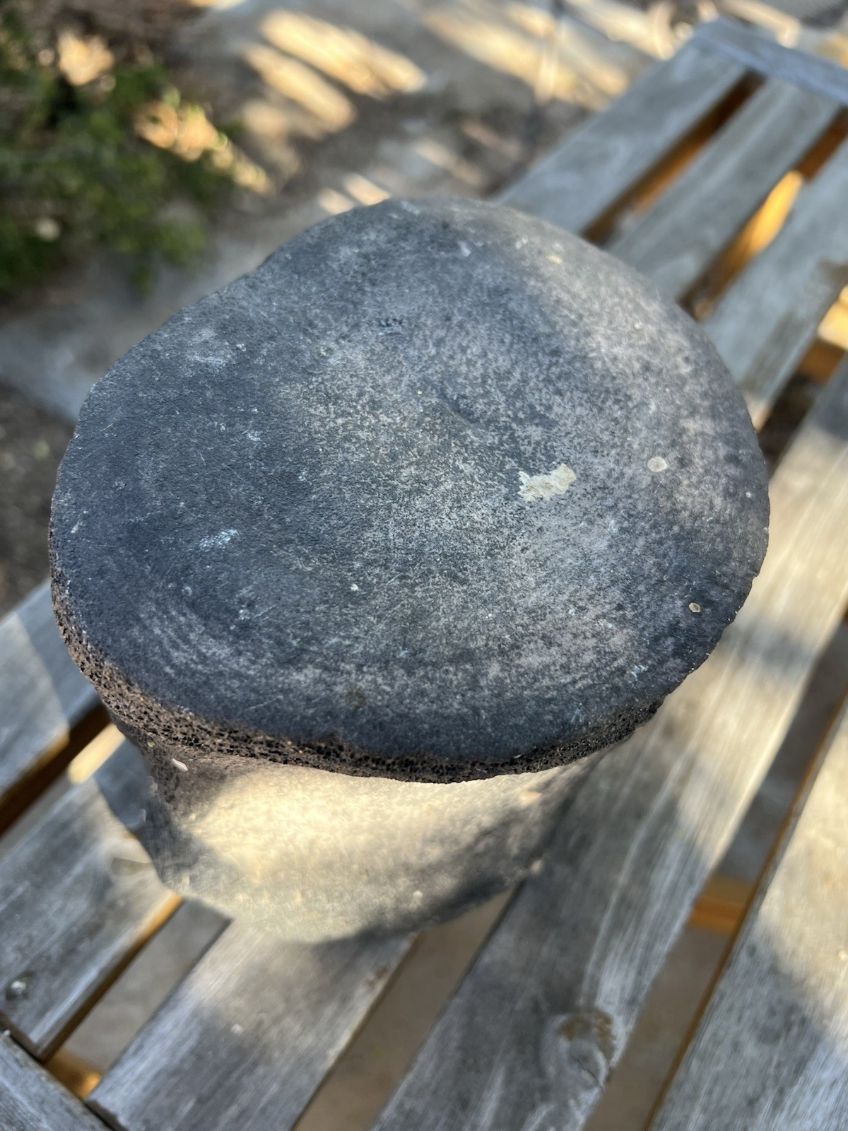 South Florida Whale Vertebrae Fossil