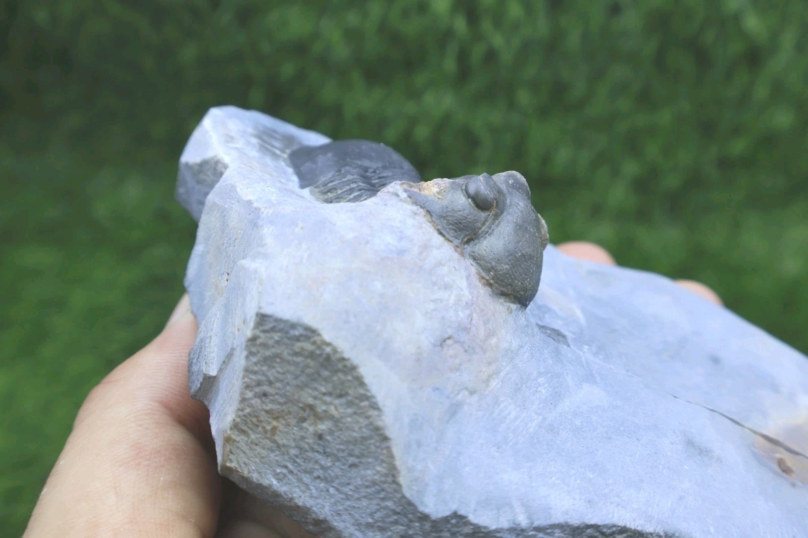 Trilobite Paralejurus trilobite fossil Devonian trilobite from Moroccan Fossil