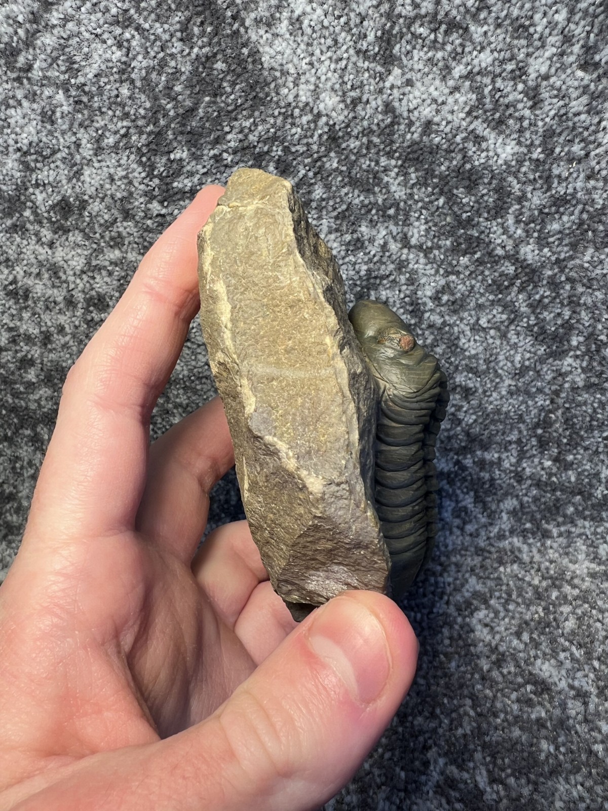 Reedops Trilobite Fossil – Detailed Collector Specimen