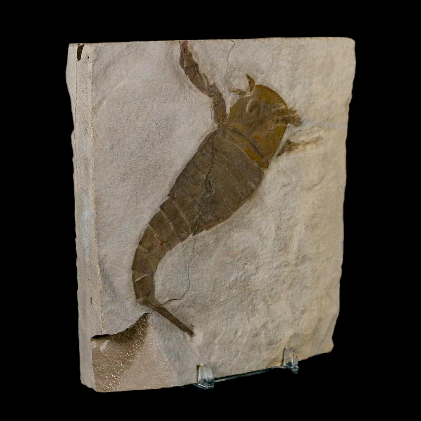 4.2" Eurypterus Sea Scorpion Fossil Eurypterid Silurian 420 Mil Yrs Old New York