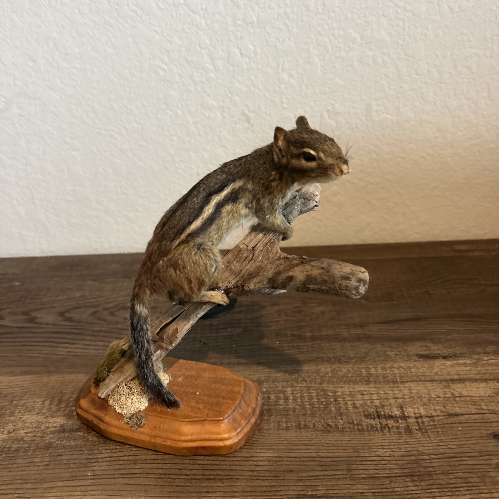 Chipmunk On Base ~ Taxidermy