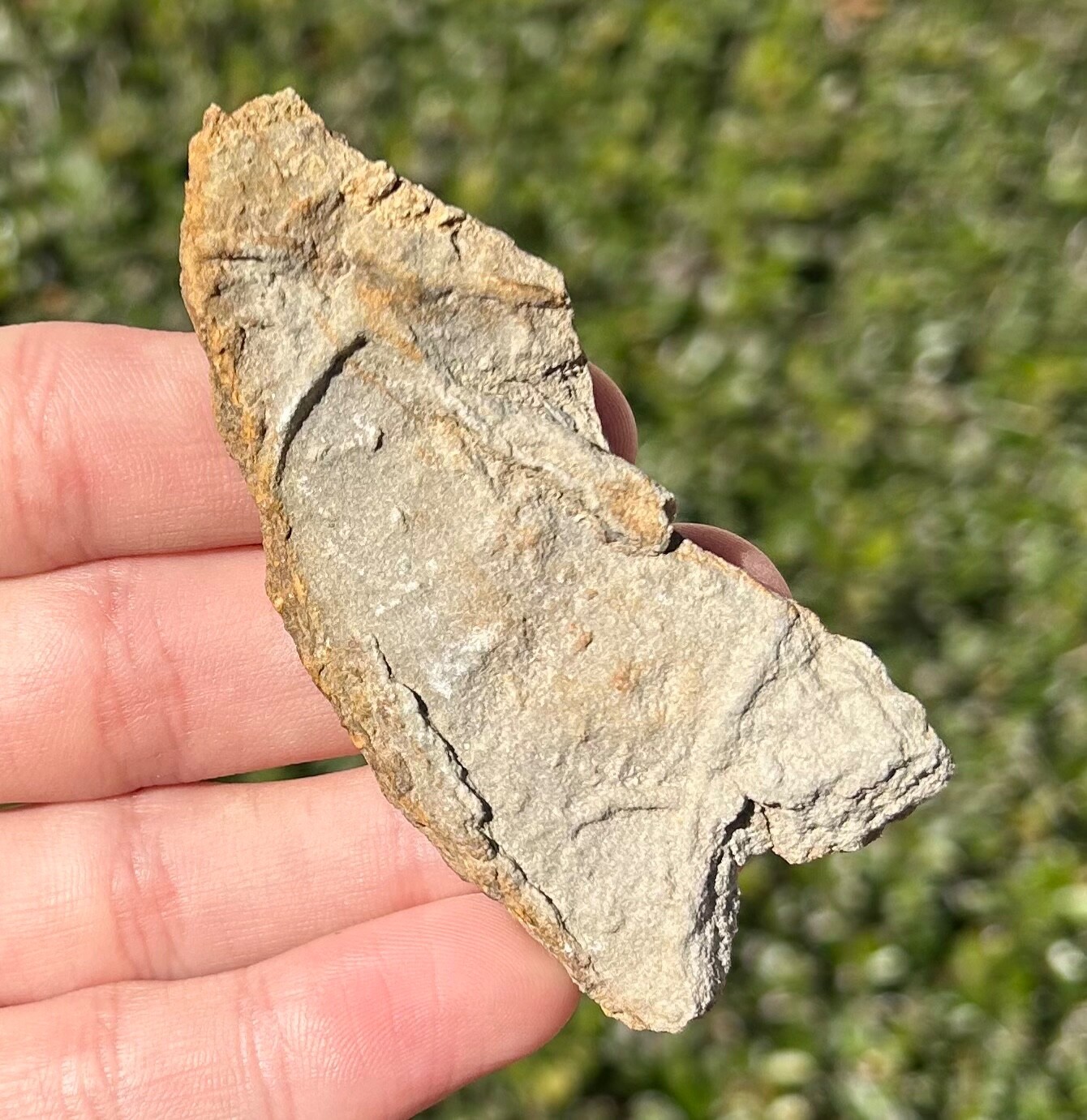 France Fossil Starfish in Matrix Asterie lumbricalis Triassic Age Echinoderm