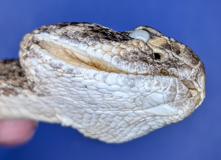 Western Rattlesnake Head Closed Mouth Collectable Display Taxidermy