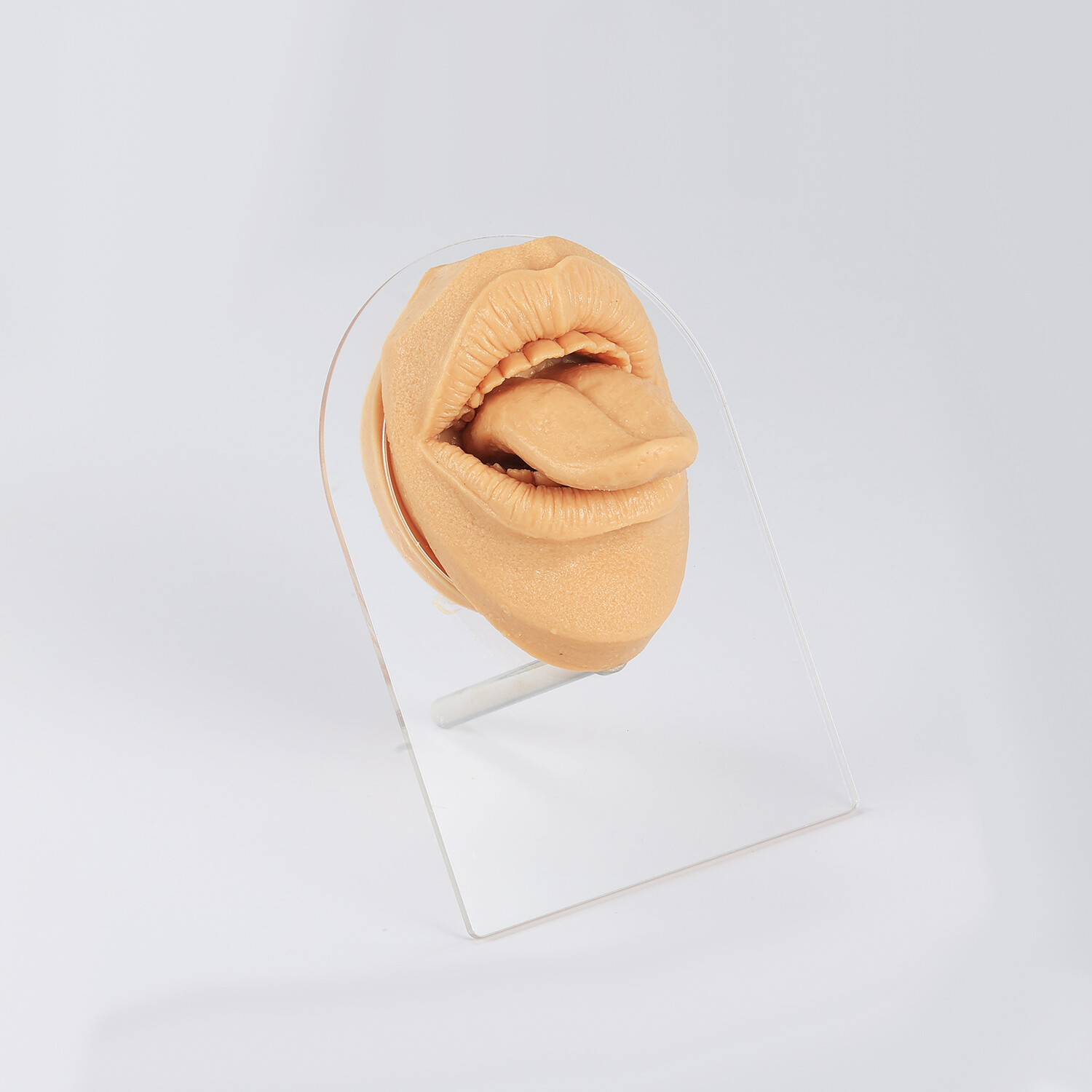 Silicone Ear Model with Acrylic Display Stand Body Parts Practice Piercing Tools