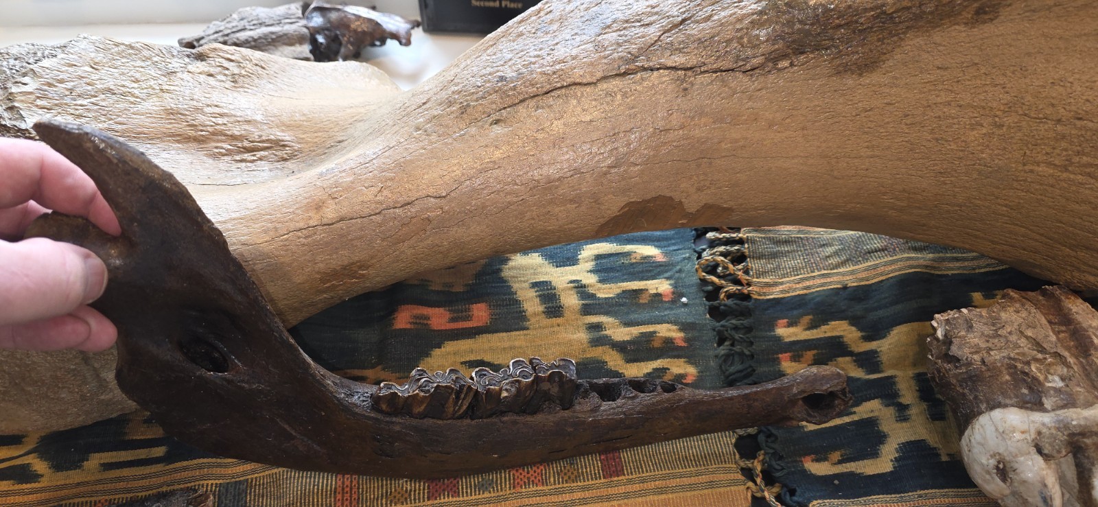 Ice Age mammal tooth & Prehistoric Bison Jaw Iowa