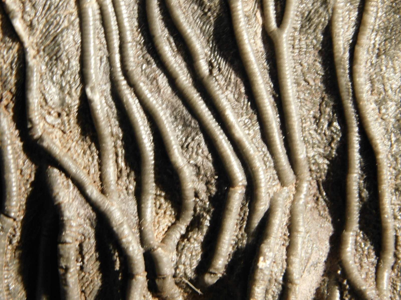 LARGER! 430 Million Year Old! CRINOID Fossil or Sea LILY Fossil Morocco 1133gr