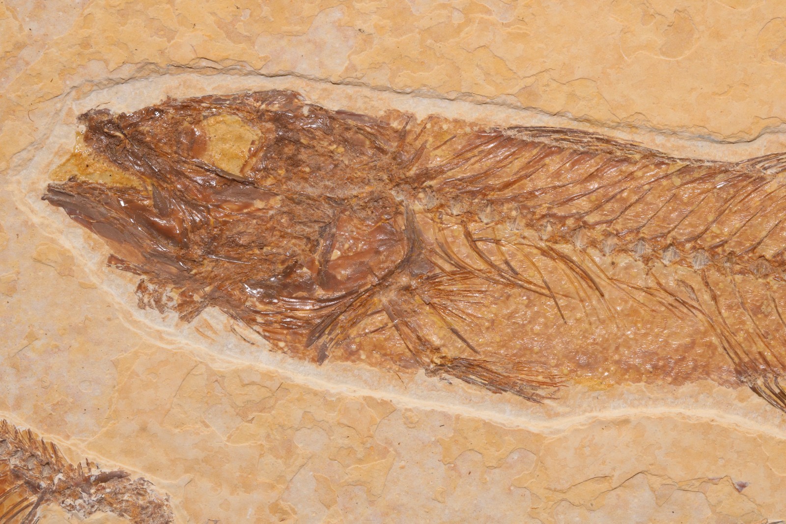 Superb 4" Mioplosus Fossil Fish Fossil Lake Green River Fm Wyoming COA 11897