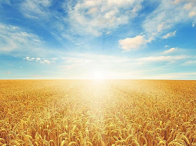 Garrison 209 7' 6" ~ 5 wt / ZHUSRODS Vintage Bamboo Fly Rods / Fly Fishing Rods