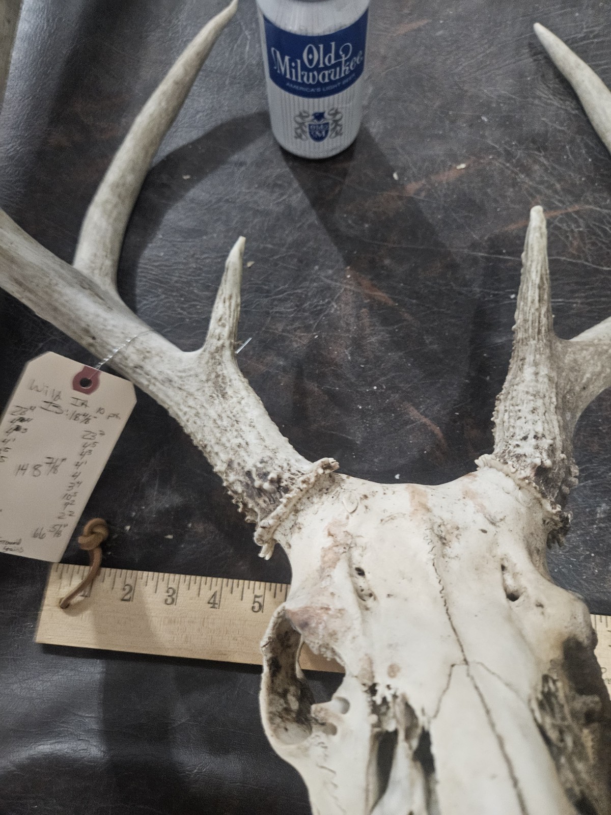 Wild 10 Point Whitetail Deer Antler Rack Horn European Skull Mount Man Cave 148"